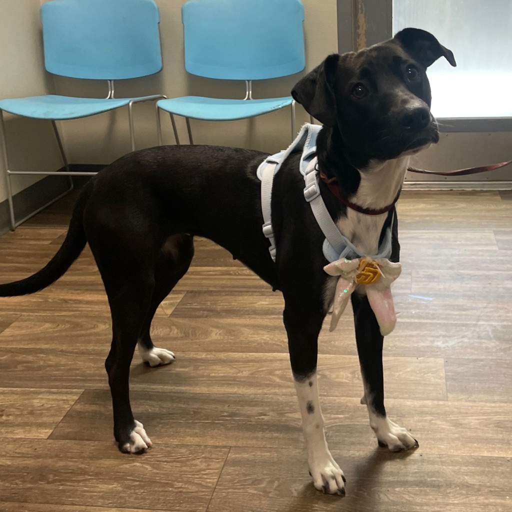 Shelter Stray Female Dog last seen Near W Palm Street, San Diego, CA, 92101, 5500 Gaines St, San Diego, CA 92110, USA