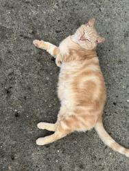Lost Male Cat last seen North 2nd Ave, Kelso, WA 98632