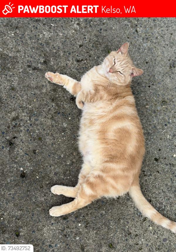 Lost Male Cat last seen North 2nd Ave, Kelso, WA 98632