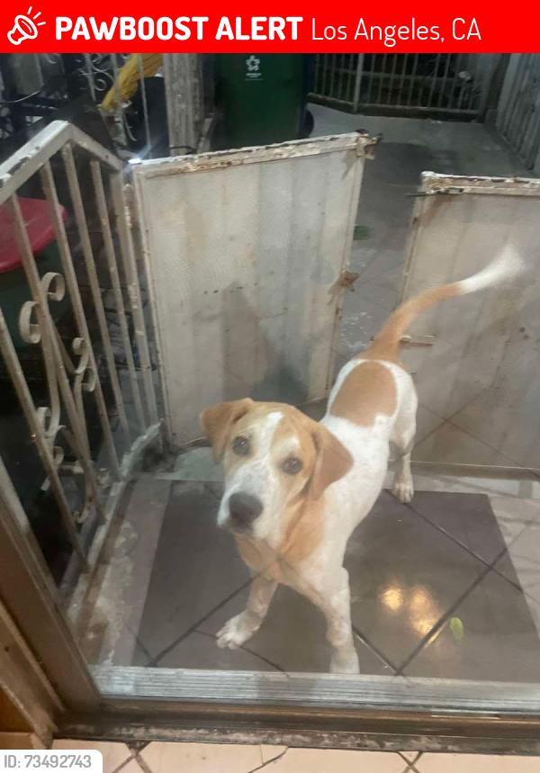 Lost Male Dog last seen Western and Denker, Los Angeles, CA 90047