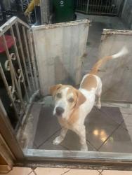 Lost Male Dog last seen Western and Denker, Los Angeles, CA 90047