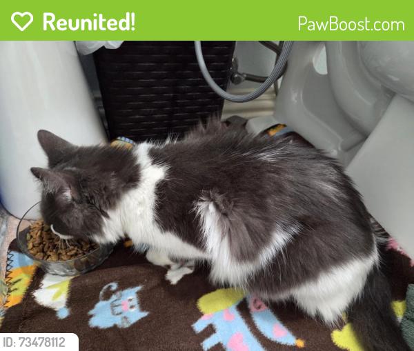 Reunited Male Cat last seen Near block of Luallen Dr. And 1600 block of Raleigh Dr Carrollton, Tx 75007, Carrollton, TX 75007