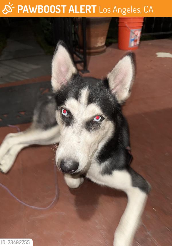 Found/Stray Male Dog last seen 50th st and Western, Los Angeles, CA 90062