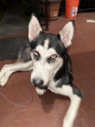 Found/Stray Male Dog last seen 50th st and Western, Los Angeles, CA 90062