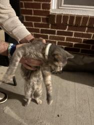 Found/Stray Unknown Cat last seen christ wesleyn church, Winston-Salem, NC 27107