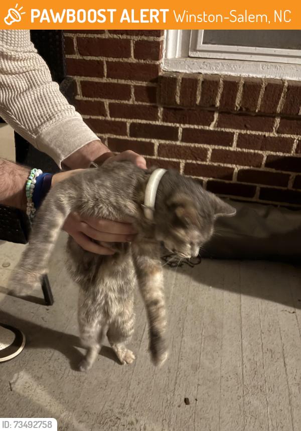 Found/Stray Unknown Cat last seen christ wesleyn church, Winston-Salem, NC 27107