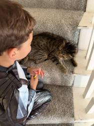 Lost Male Cat last seen Near, Double Oak, TX 75077