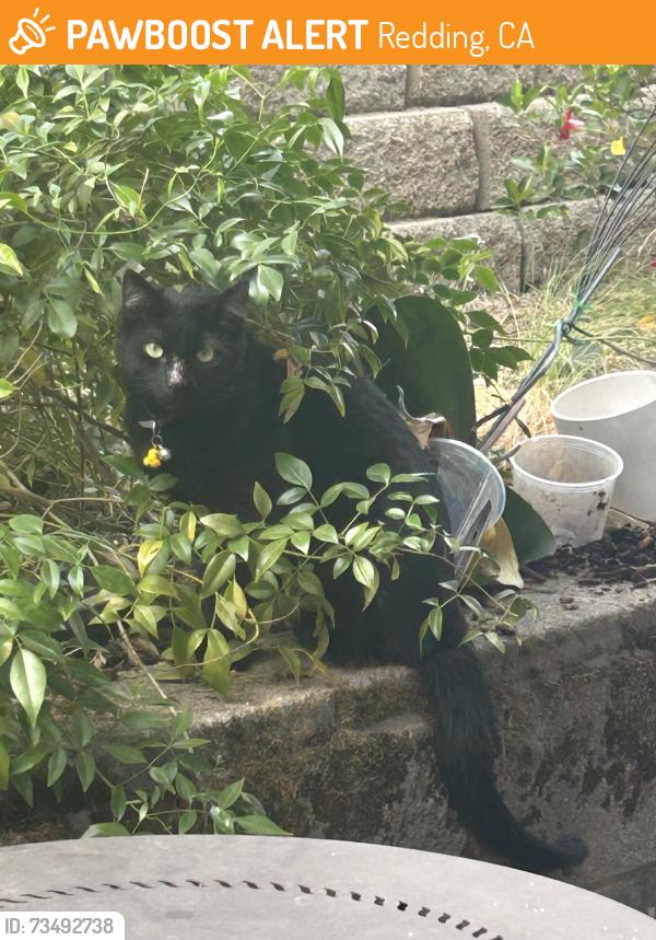 Found/Stray Unknown Cat last seen Near Spinnaker Drive cross street is Old Lantern Drive, Redding, CA 96003