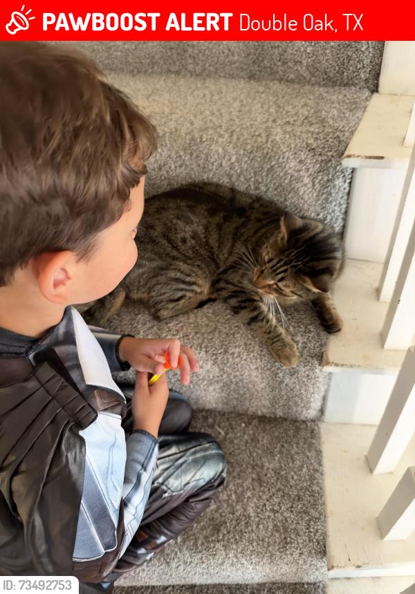 Lost Male Cat last seen Near, Double Oak, TX 75077