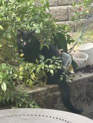 Found/Stray Unknown Cat last seen Near Spinnaker Drive cross street is Old Lantern Drive, Redding, CA 96003