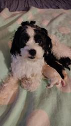 Lost Female Dog last seen Near Harris rd fort mill, Fort Mill, SC 29715