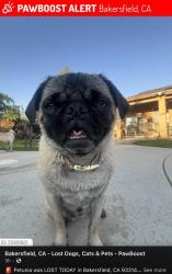Lost Female Dog last seen Ollie Ct y Susan Eileen Ave., Rosedale, CA 93314