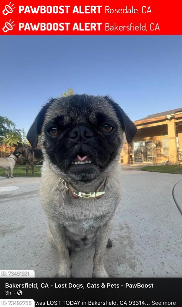 Lost Female Dog last seen Ollie Ct y Susan Eileen Ave., Rosedale, CA 93314