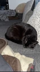 Reunited Male Cat last seen W 144th Ave near Pecos st. And Huron st., Broomfield, CO 80023