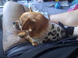 Lost Female Dog last seen Del Monte dr by the embers and dollar tree, Pinole, CA 94564