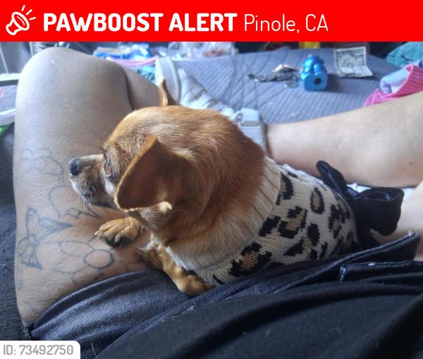 Lost Female Dog last seen Del Monte dr by the embers and dollar tree, Pinole, CA 94564