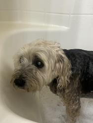 Reunited Male Dog last seen Hope Valley St & Robindale, Enterprise, NV 89139