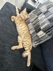 Lost Male Cat last seen Josephine street and Lindbergh ave, Lynwood, CA 90262