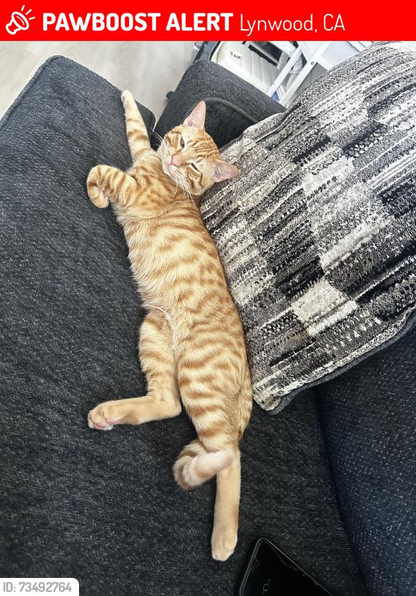 Lost Male Cat last seen Josephine street and Lindbergh ave, Lynwood, CA 90262