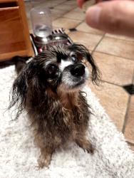 Found/Stray Male Dog last seen Inadale Ave and Northridge Dr, View Park-Windsor Hills, CA 90043