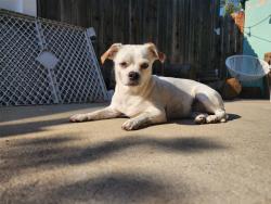 Reunited Female Dog last seen Santa Ana St. / Indiana St., Anaheim, CA., Livingston, NJ 07039