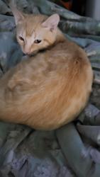 Reunited Male Cat last seen Near Dixie Plantation Rd, Hollywood, SC 29449