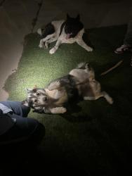 Found/Stray Unknown Dog last seen Chapman and west, Garden Grove, CA 92840