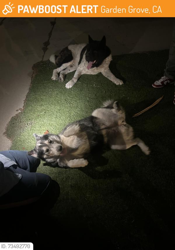 Found/Stray Unknown Dog last seen Chapman and west, Garden Grove, CA 92840