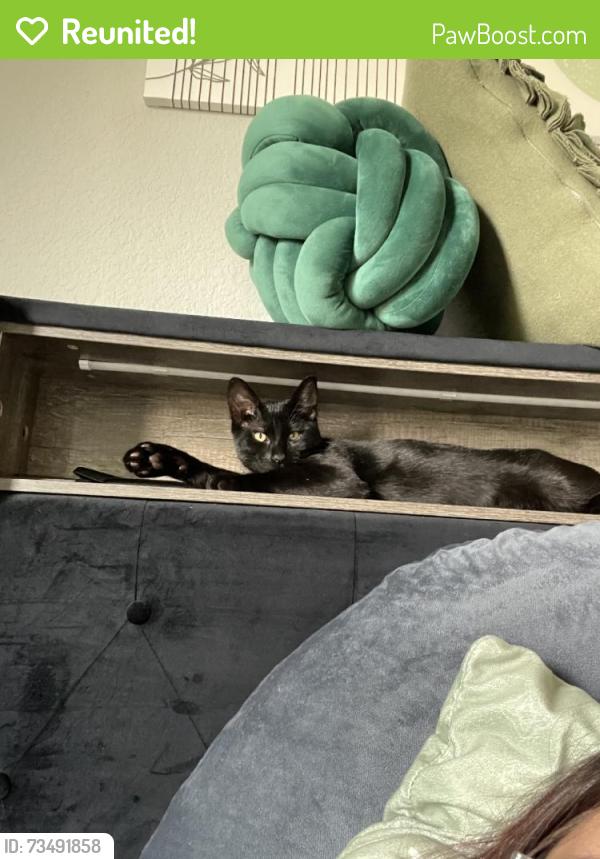 Reunited Male Cat last seen Near Gooch St, Dallas, TX 75241, USA, Dallas, TX 75241