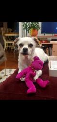 Reunited Male Dog last seen Santa Ana St. and Indiana St., Anaheim, CA, Anaheim, CA 92815