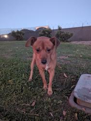 Found/Stray Male Dog last seen Transworld way, Stockton, CA 95206