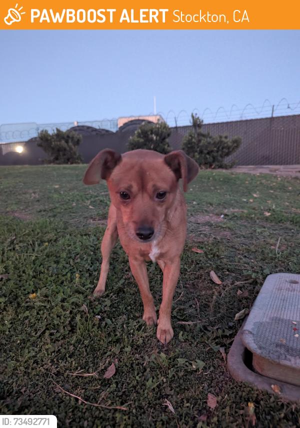 Found/Stray Male Dog last seen Transworld way, Stockton, CA 95206