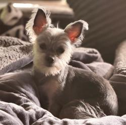 Reunited Female Dog last seen Harriet ave and John f kennedy, Moreno Valley, CA 92551