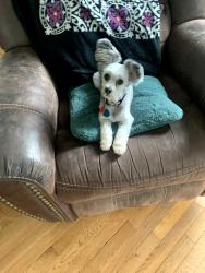 Lost Female Dog last seen Celina, TN at a gas station, unfortunately we are unsure the exact location, Celina, TN 38551