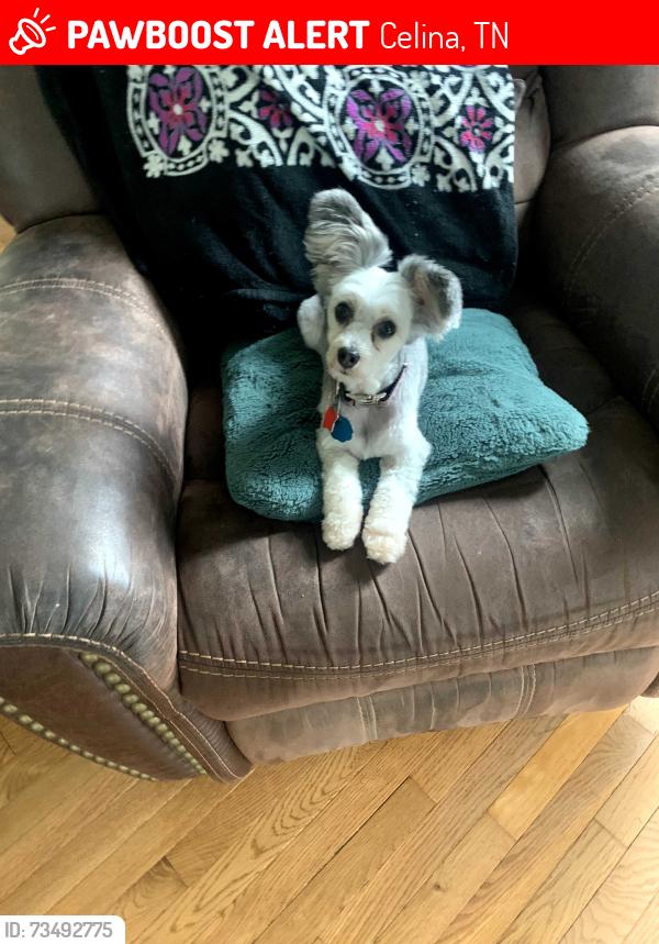 Lost Female Dog last seen Celina, TN at a gas station, unfortunately we are unsure the exact location, Celina, TN 38551