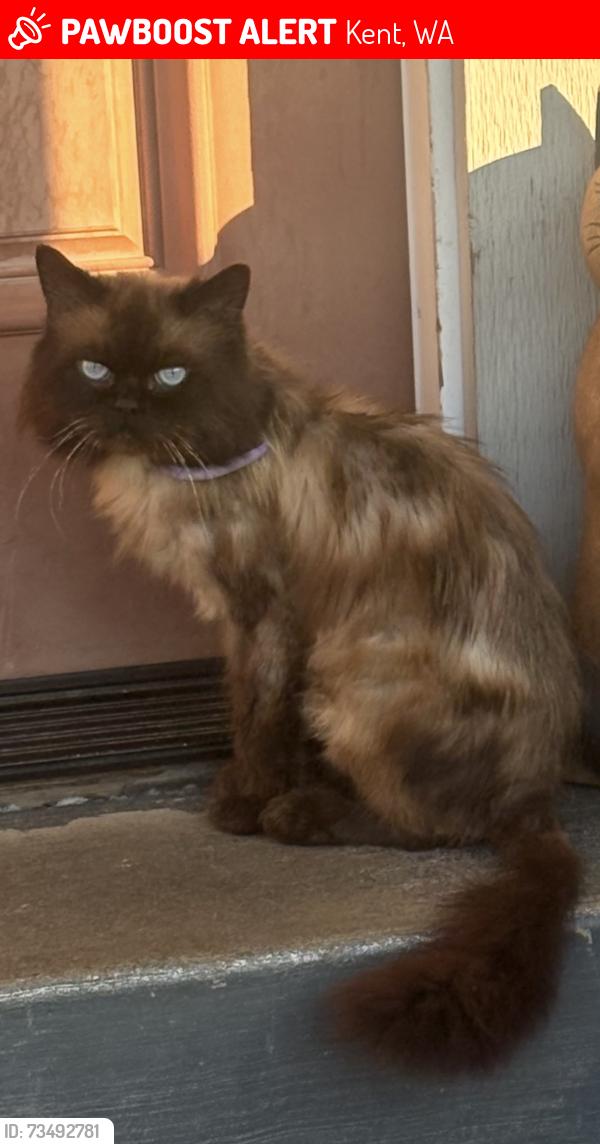 Lost Male Cat last seen SE 288th st, Kent, WA 98042