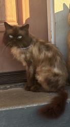 Lost Male Cat last seen SE 288th st, Kent, WA 98042