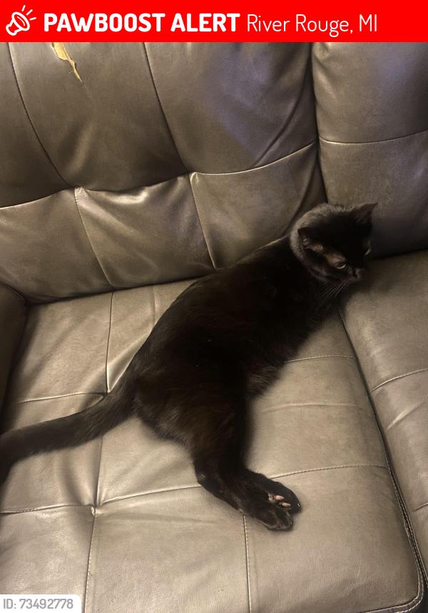 Lost Male Cat last seen Jefferson street, River Rouge, MI 48218