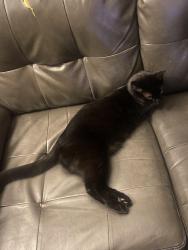 Lost Male Cat last seen Jefferson street, River Rouge, MI 48218