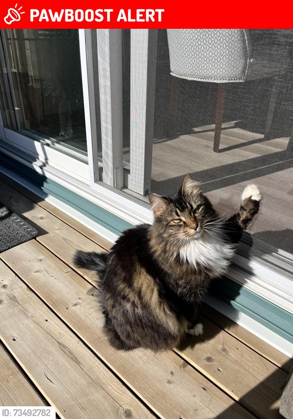 Lost Female Cat last seen Spruce grove Prescott area in walking path with creek, Spruce Grove, AB T7X 2W4