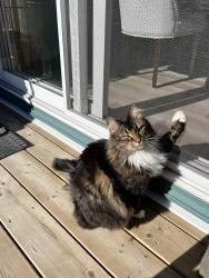 Lost Female Cat last seen Spruce grove Prescott area in walking path with creek, Spruce Grove, AB T7X 2W4