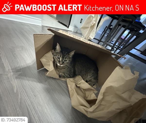 Lost Male Cat last seen Chicopee hill, Kitchener, ON N2A 2S8