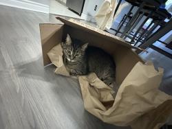Lost Male Cat last seen Chicopee hill, Kitchener, ON N2A 2S8