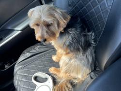 Reunited Male Dog last seen Mojave/Bellflower, Adelanto, CA 92301