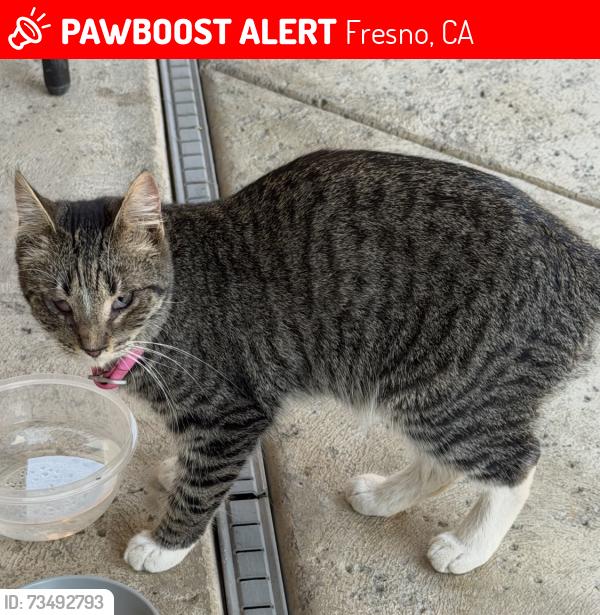 Lost Female Cat last seen Fallon Ave, Fresno, CA 93722