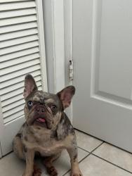 Reunited Female Dog last seen Hamilton en tampa, Egypt Lake-Leto, FL 33614