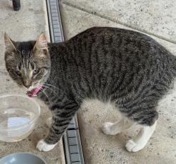 Lost Female Cat last seen Fallon Ave, Fresno, CA 93722
