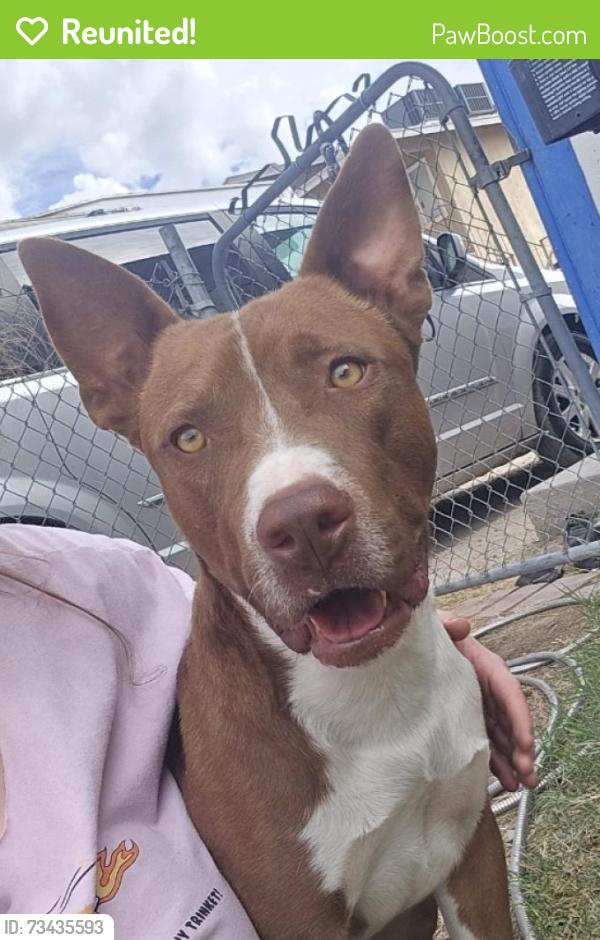 Reunited Male Dog last seen Crawford and Lake Mead, North Las Vegas, NV 89030