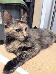 Lost Female Cat last seen Gun Club rd. Near Sunnyside Dr. Presidente Supmerarket and Haverhill rd, West Palm Beach, FL 33415