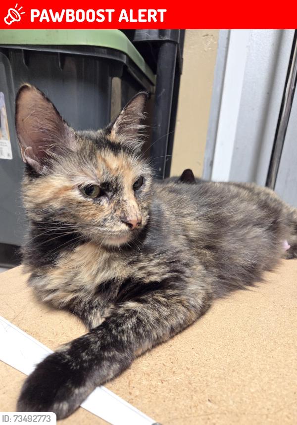 Lost Female Cat last seen Gun Club rd. Near Sunnyside Dr. Presidente Supmerarket and Haverhill rd, West Palm Beach, FL 33415